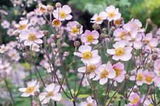 rose bubble tip anemone for sale  TYWYN