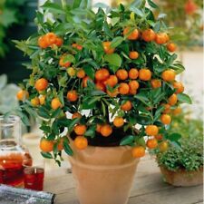 Mandarin orange seeds for sale  Raeford