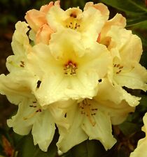 Rhododendron yellow xxl for sale  NORTHWICH