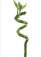 Lucky bamboo spiral for sale  CARDIFF