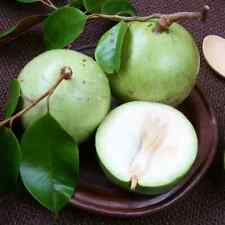 Green Star Apple Caimito 35+ Seeds (Chrysophyllum cainito), used for sale  Shipping to South Africa