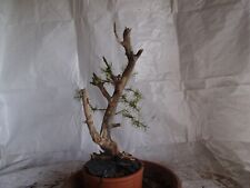 Outdoor pre bonsai usato  Spedire a Italy