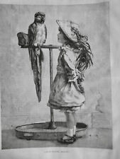 1888 perroquet perchoir d'occasion  Saint-Etienne