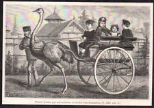 1873 ostrich train d'occasion  Expédié en Belgium