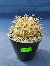 Gymnocalycium 2052p for sale  Shipping to South Africa