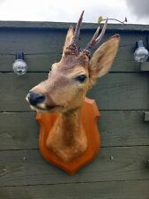Taxidermy roe deer for sale  BILLINGHAM