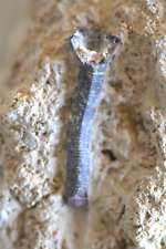 Crinoïde genre angulocrinus d'occasion  Saint-Just-de-Claix