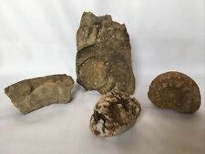 Lot fossiles amonites d'occasion  Palinges