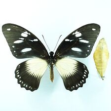 BEAUTIFUL Papilio dardanus FEMALE FORM + EXUVIA FROM KENYA for sale  Shipping to South Africa