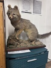 full mount taxidermy for sale  Hubbard