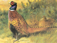 Cock pheasant. vintage for sale  NELSON