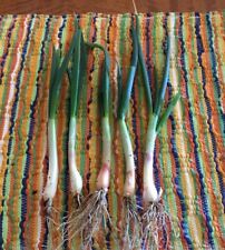 Egyptian walking onion for sale  Cahone