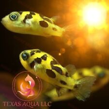 Pieces pea puffer for sale  Cypress