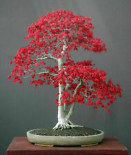 Acer palmatum japanese usato  Torino