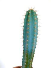pilosocereus for sale  Shipping to South Africa