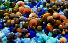 100 small ramshorn for sale  Cairo