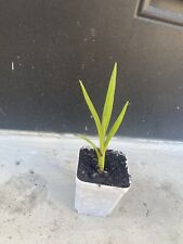 Crinum lily asiaticum for sale  North Palm Beach