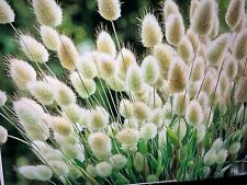 Bunny tails ornamental for sale  STANFORD-LE-HOPE