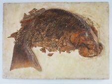 fossilien fisch gebraucht kaufen  München