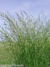 Meadow fescue grass for sale  DARLINGTON