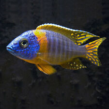 Blue gold peacock for sale  GLASGOW