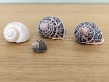 Small sea snail for sale  WREXHAM