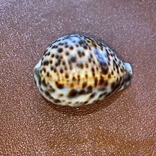 Natural tiger cowrie for sale  BRIGHTON