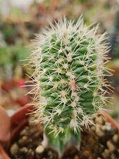 Echinocactus grusonii crestata usato  Floridia