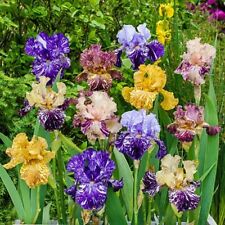 Mixed color iris for sale  Titusville