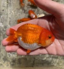 Live ranchu goldfish for sale  Union