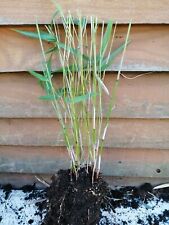 Bambu FARGESIA RUFA LIVE Planta Bambu GRANDE AGLOMERADO 5-6 hastes  comprar usado  Enviando para Brazil