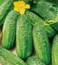 Cucumber gherkin cornichon for sale  READING
