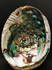 Coquille abalone naturel d'occasion  Scey-sur-Saône-et-Saint-Albin