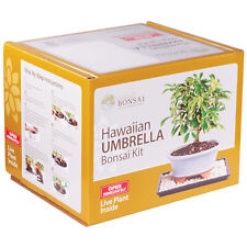 Hawaiian umbrella bonsai for sale  Olive Branch