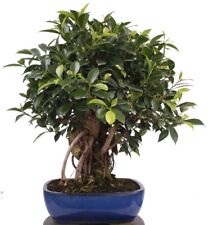 Bonsai ficus retusa gebraucht kaufen  Heinsberg