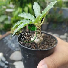 Dorstenia Crispa  live plant | Free Phytosanitary Certificate DHL Express, used for sale  Shipping to South Africa