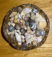 Beach sea shells for sale  BROADSTAIRS