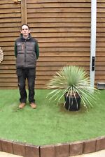 Yucca rostrata silvery for sale  PETERBOROUGH