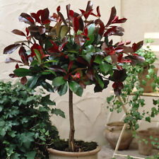 photinia red robin for sale  IPSWICH