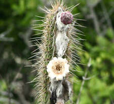 Pilosocereus Collinsii SEEDS for sale  Shipping to South Africa