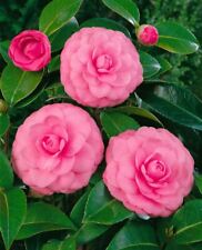 Camellia japonica mrs gebraucht kaufen  Westerstede