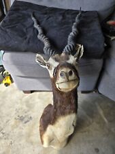 Blackbuck shoulder mount for sale  Plainview