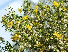Creosote bush seeds for sale  Bullhead City