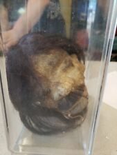 Antique shrunken head for sale  Spotsylvania