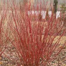 Arctic fire red for sale  Wadsworth