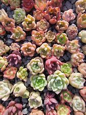 Imported mixed succulent for sale  San Leandro
