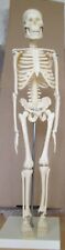 Anatomical skeleton model for sale  LINCOLN