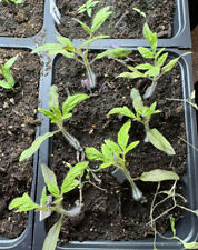 Garden vegetable seedlings for sale  Royersford