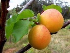 Apricot tree cutting for sale  Shipping to Ireland