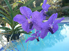 Orquídea Vanda Pachara Delight azul/púrpura cerca o en espiga planta tropical exótica  segunda mano  Embacar hacia Mexico
